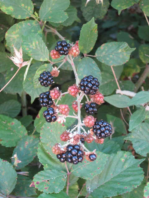 berries at my camping site.JPG (119745 bytes)