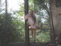 Sukhymi Zoo