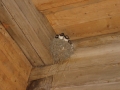 nest